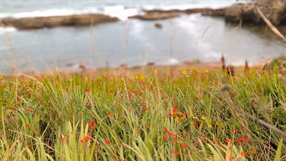 Montbretia flowering through coastal grass on a cliff edge, with a rocky cove behind